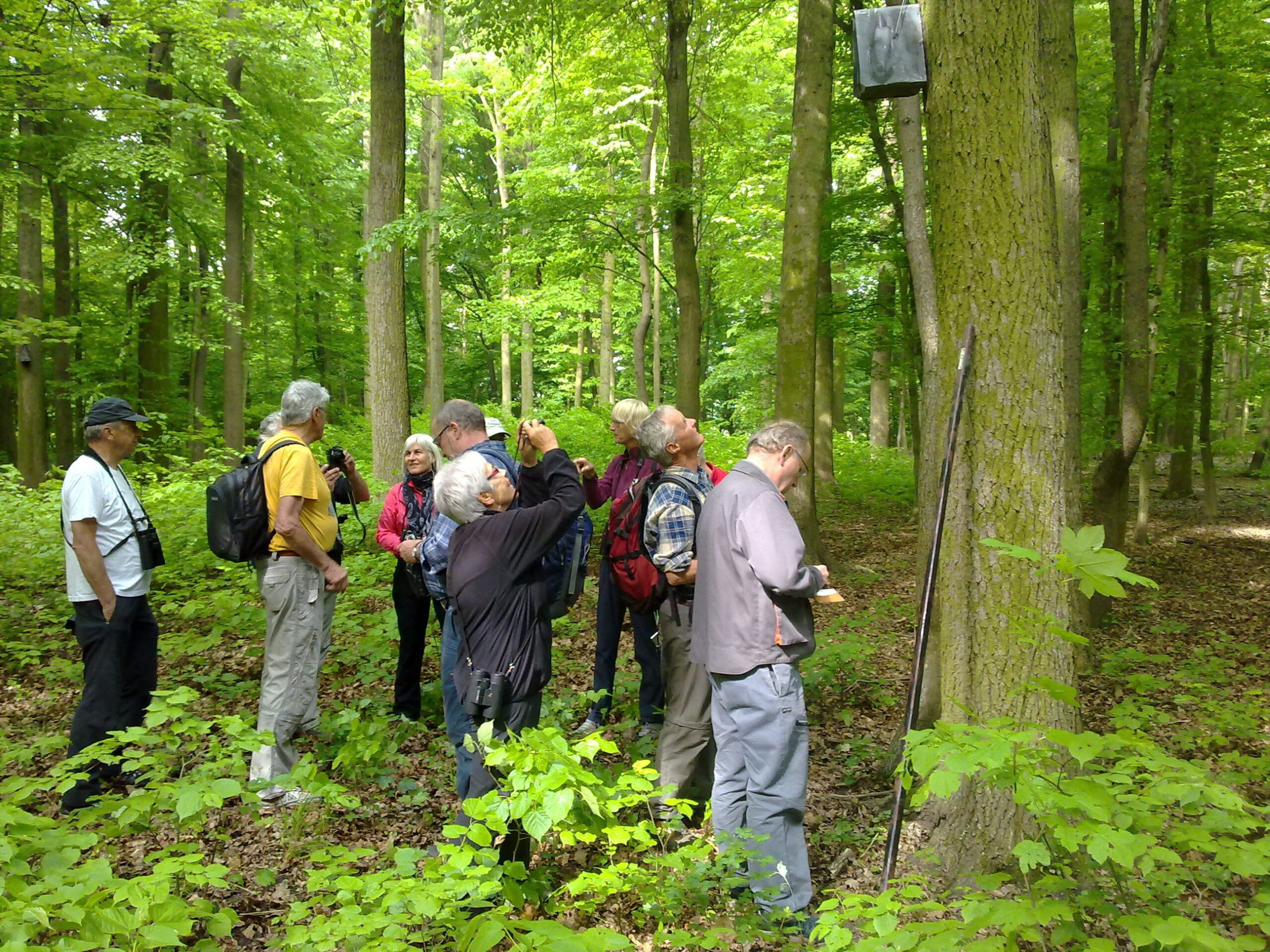 Exkursion im Auenwald